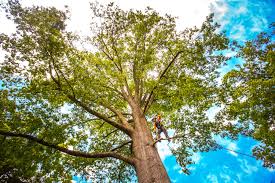 Best Commercial Tree Removal  in Casselton, ND