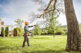 Best Commercial Tree Removal  in Casselton, ND