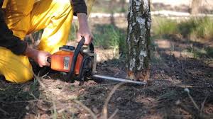 Best Tree Fertilization Services  in Casselton, ND