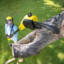 Best Tree Maintenance Programs  in Casselton, ND