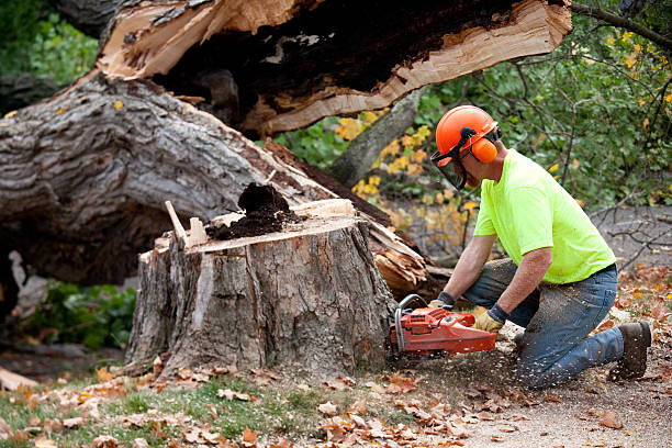 Best Tree Risk Assessment  in Casselton, ND