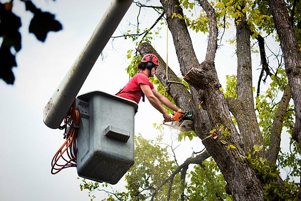 Best Arborist Consultation Services  in Casselton, ND