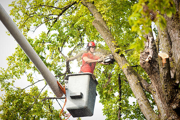 Best Storm Damage Tree Cleanup  in Casselton, ND