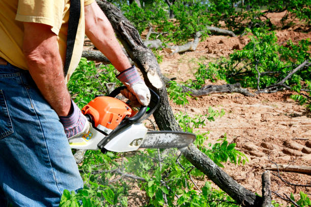 Best Hedge Trimming  in Casselton, ND