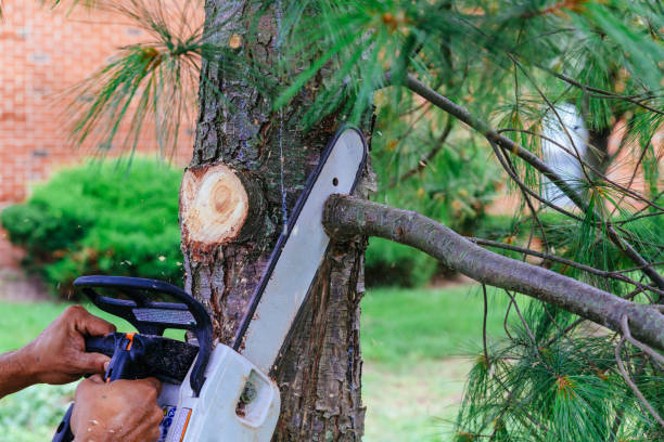 Best Hazardous Tree Removal  in Casselton, ND