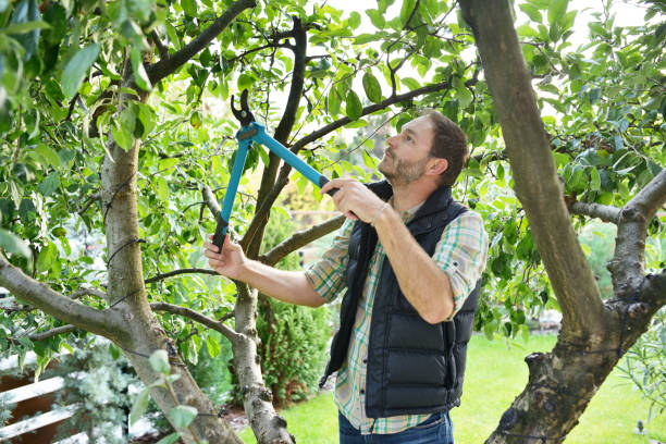 Best Fruit Tree Pruning  in Casselton, ND